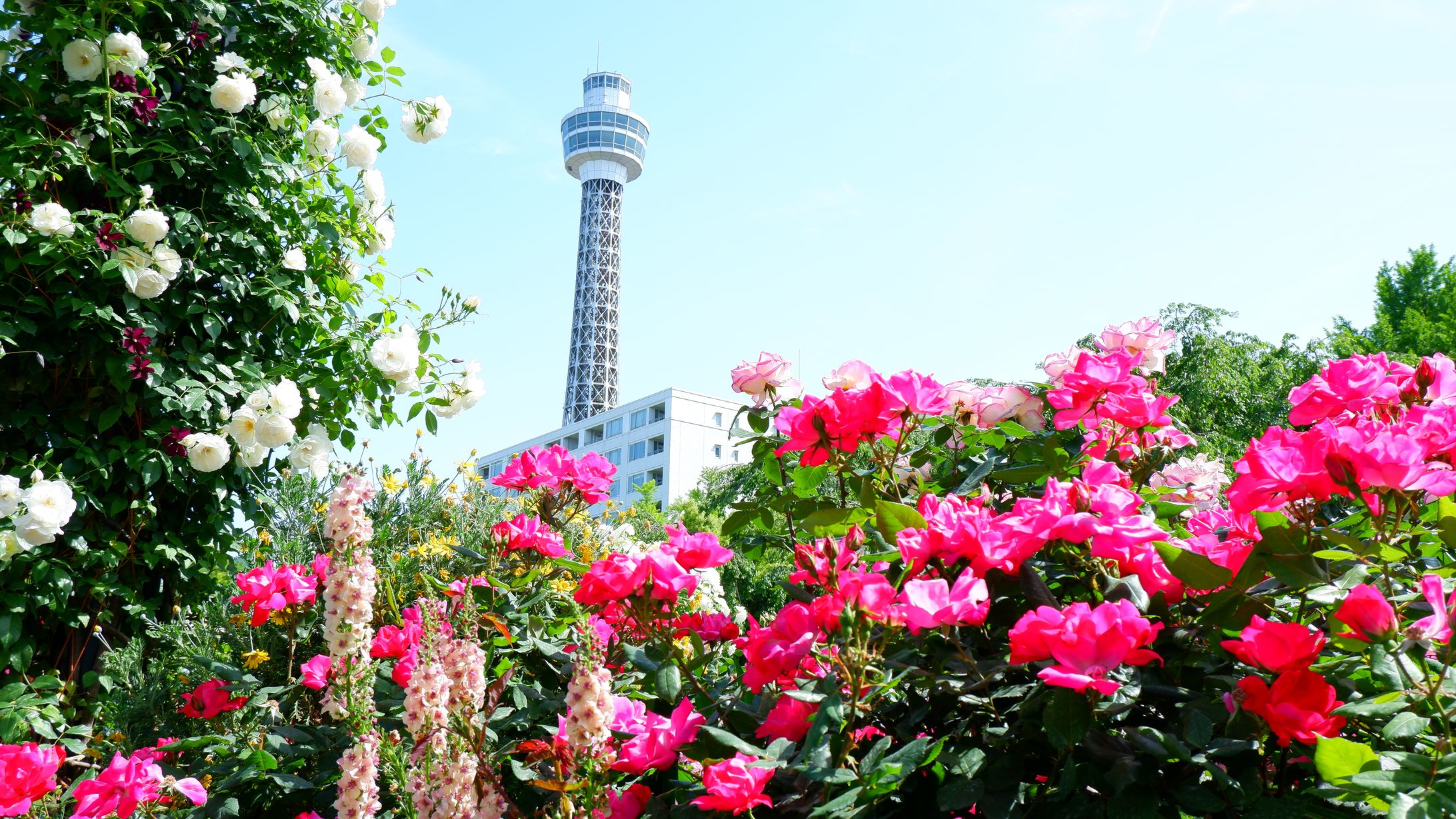 横浜・山下公園に咲くバラの花-1