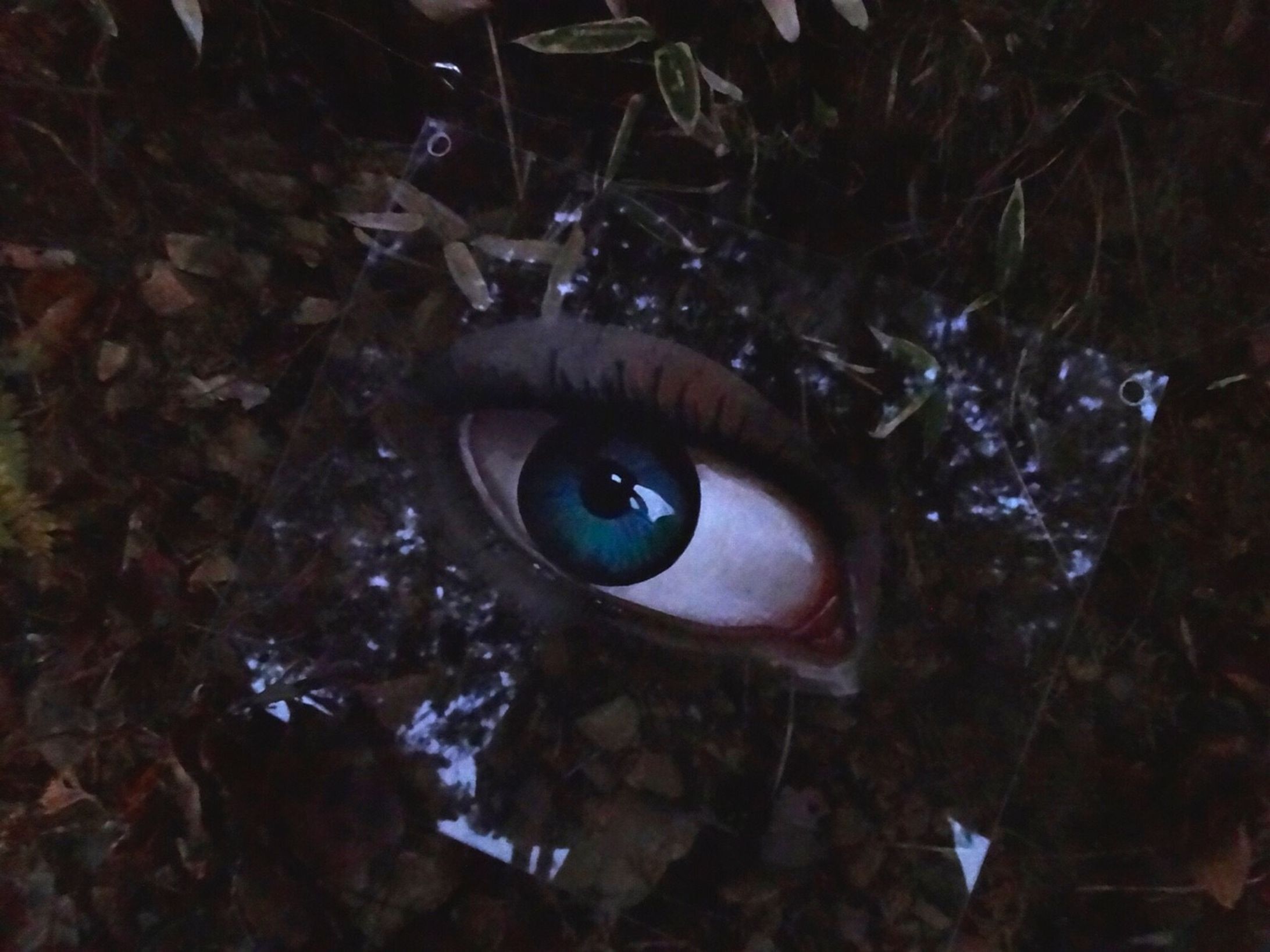 ECE60B6E 4DB9 4DBB BD3F C82F0C78D94B-1