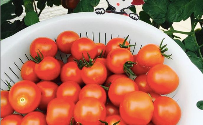 tomato