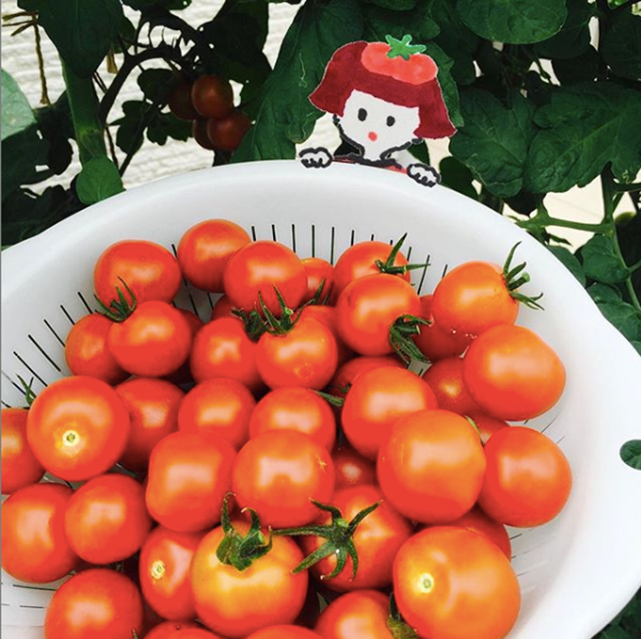 tomato-1
