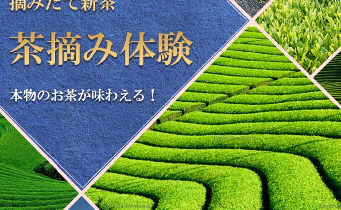 茶摘み　バナー