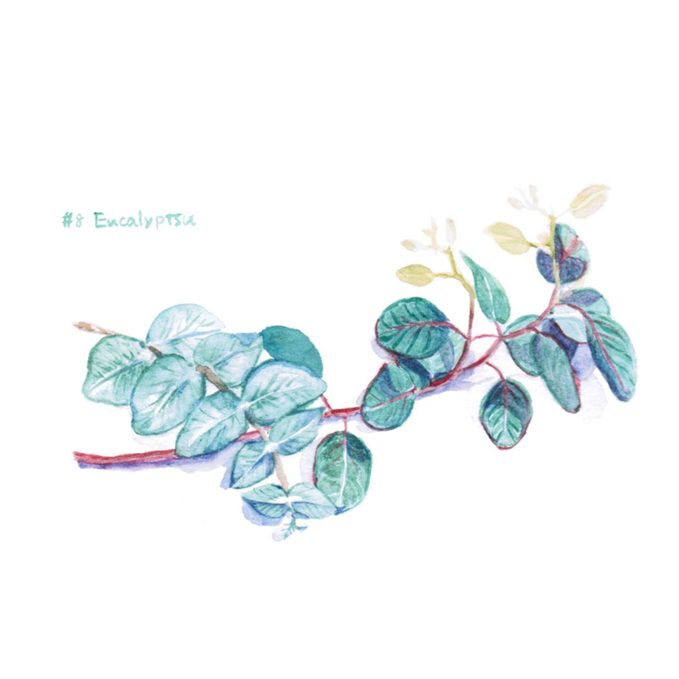 #08　ユーカリ

#はせ子のグリーンスケッチ
#水彩画 #イラストレーション #イラストレーター #植物 #植物のある暮らし-1