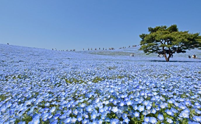 ネモフィラの丘