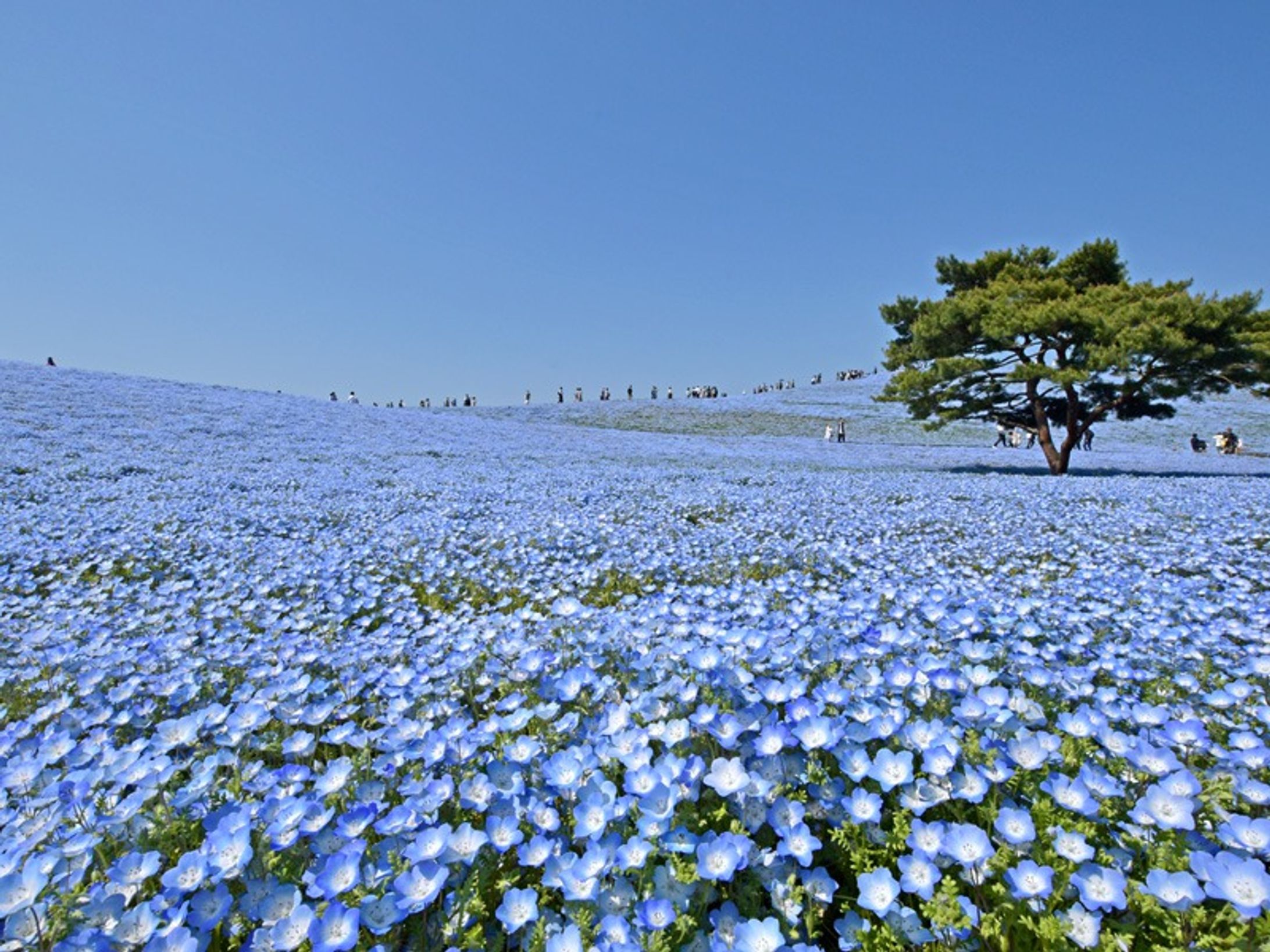 ネモフィラの丘-1