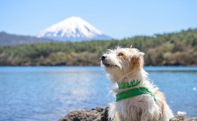 photographer、ビジネス