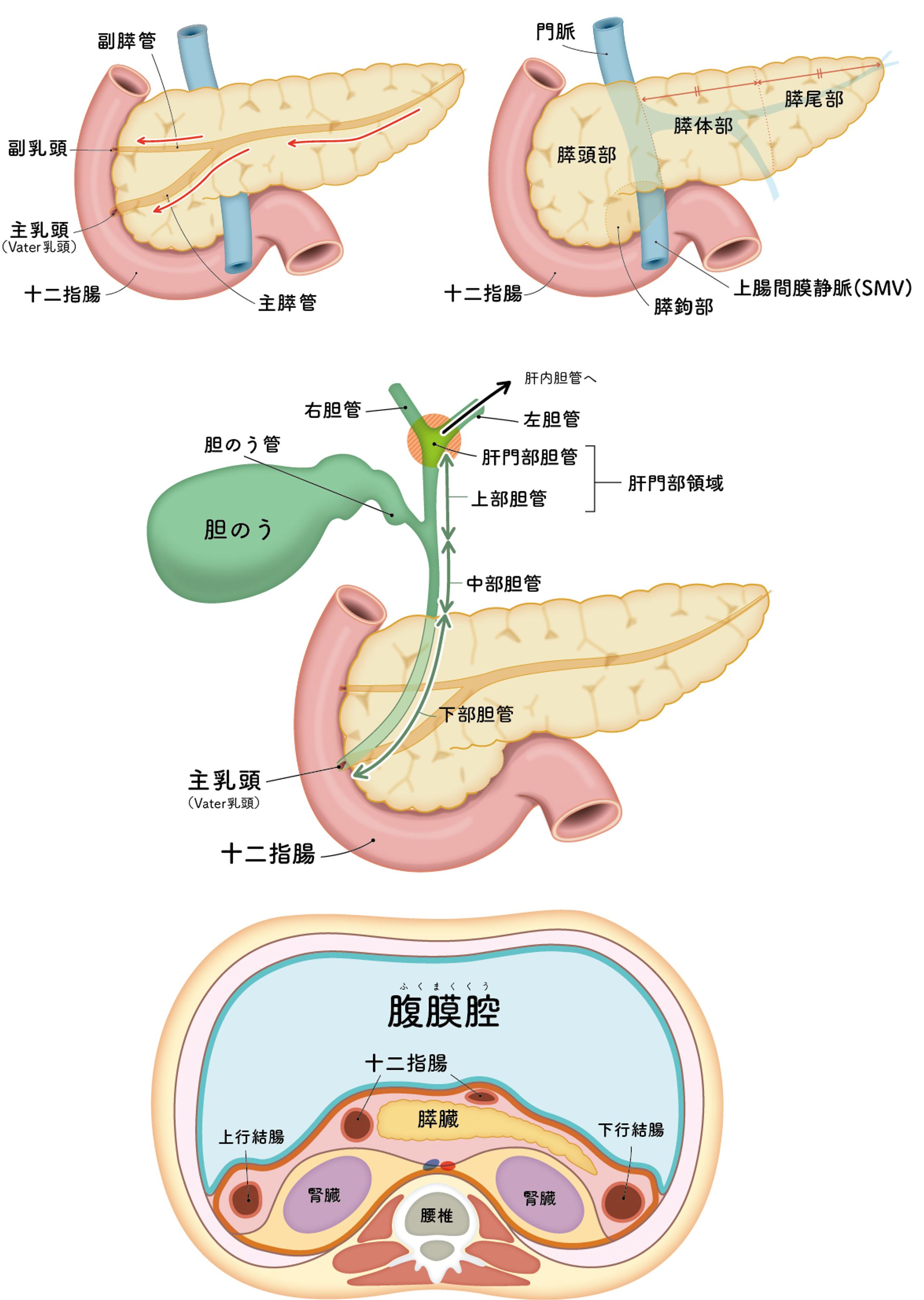 患者様説明用解剖イラスト-1