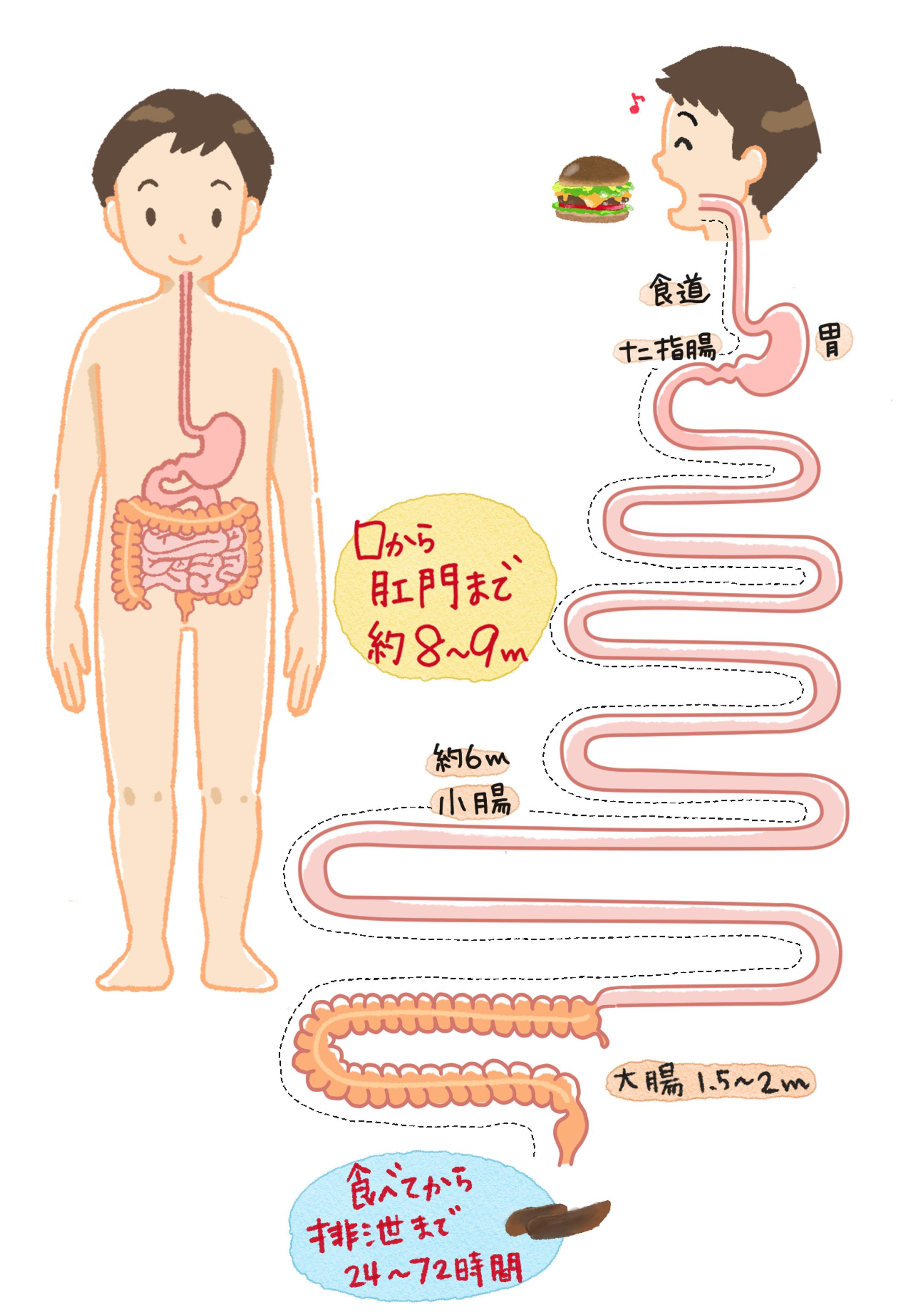 児童書用解剖イラスト・消化管の長さ-1