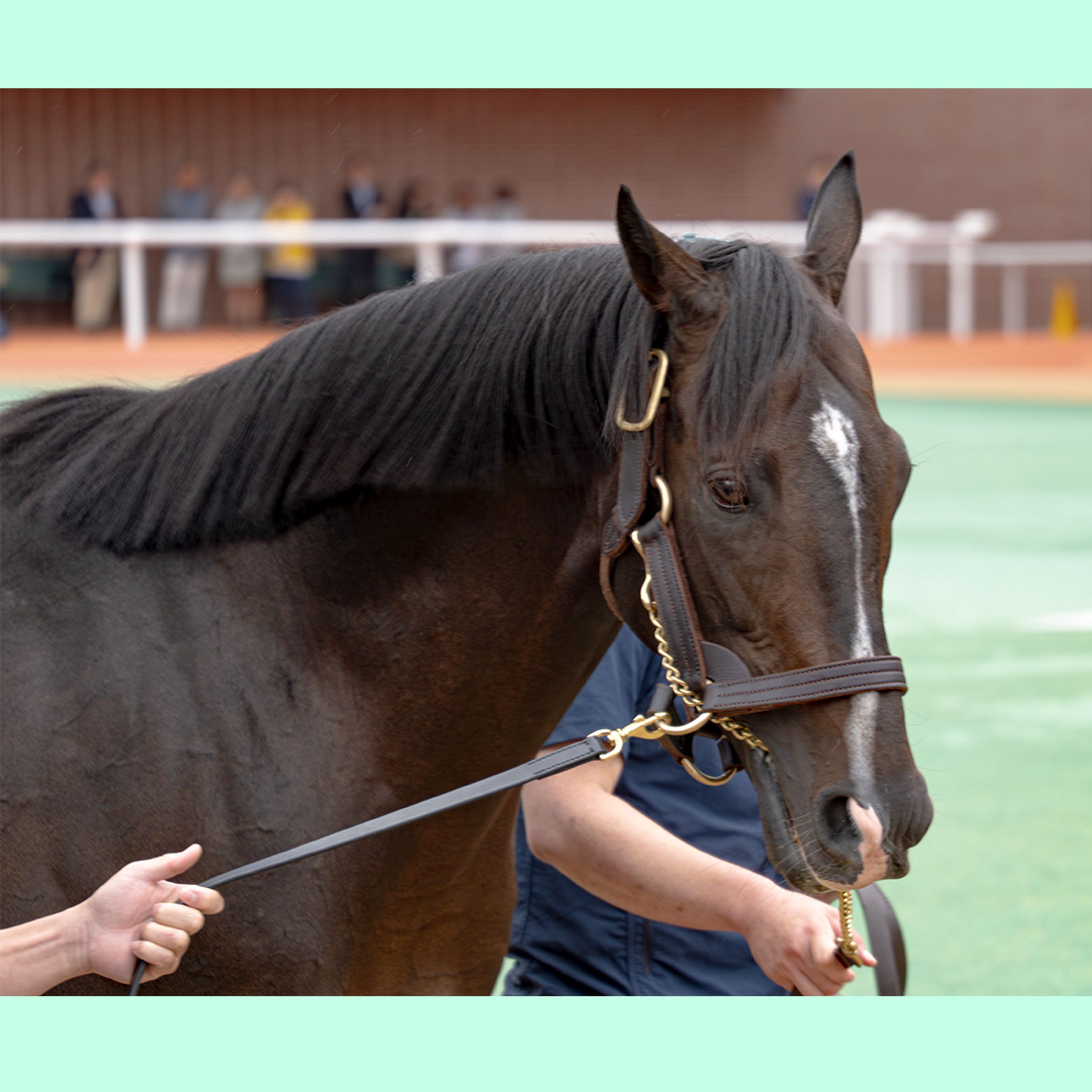 タイトルホルダー号 20250921 札幌競馬場000-1