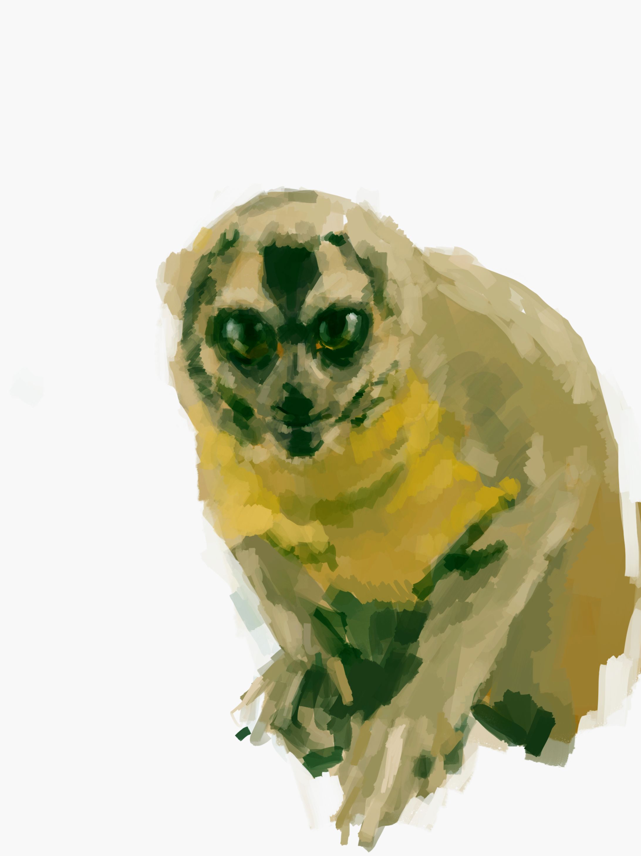動物-1