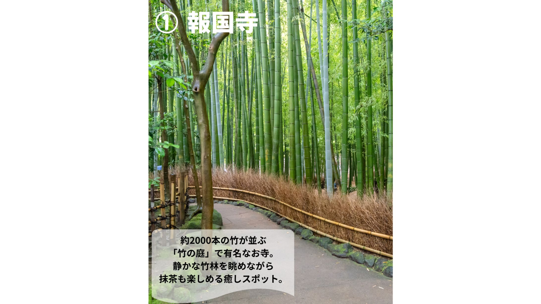 鎌倉/報国寺(自主制作）-1