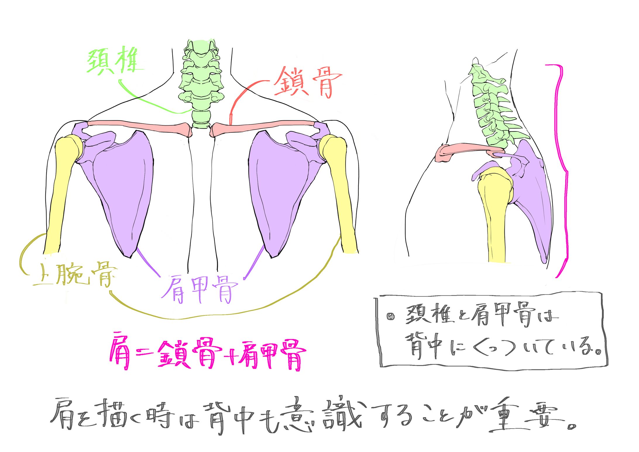 美術解剖学 バストアップ-1