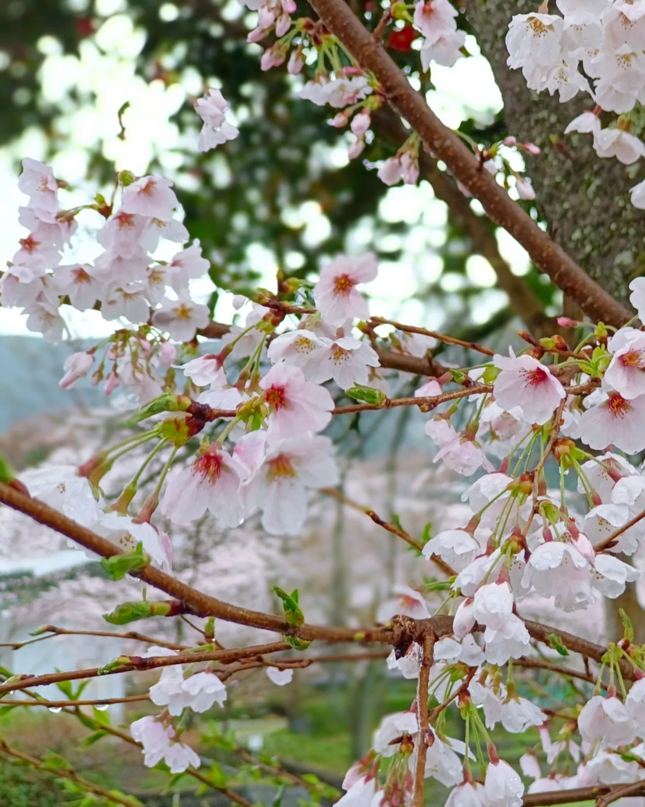 雨だけど桜綺麗だった〜🌸
#大津谷公園キャンプ場#桜#お花見-1