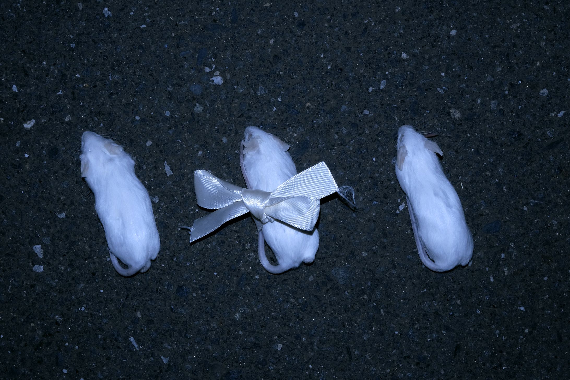 【自主制作】写真-1