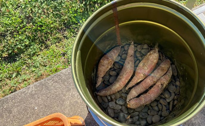 昨年秋、初めて販売したサツマイモ

思いの外ご好評いただきました。

私の力は、2割〜3割

後は、土の中のたくさんの微生物のお陰です。