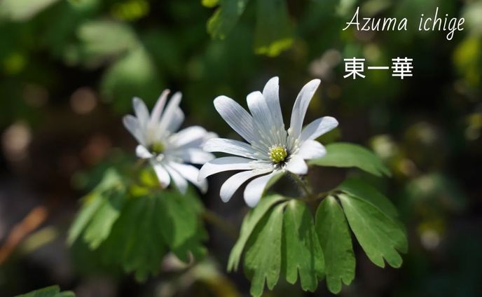 東一華 アズマイチゲ
azuma ichge

#team_jp_flower
#wildlifephotography #flowermagic #flowerpassion #flowerpower #flowerbeauty #gardenflowers #flowerphotography #flowerphoto #flowerlife #flowerlove #flowerloversdaily #flowerlovers #naturephotography #wildnature #nature_perfection #nature_obsession #nature_brilliance #natureshots #日本の景色
#flowers_super_pics #flowers_nirvana #山野草 #flower_daily #flower_shotz #flower_igers #wildflowers
#長野県
#春