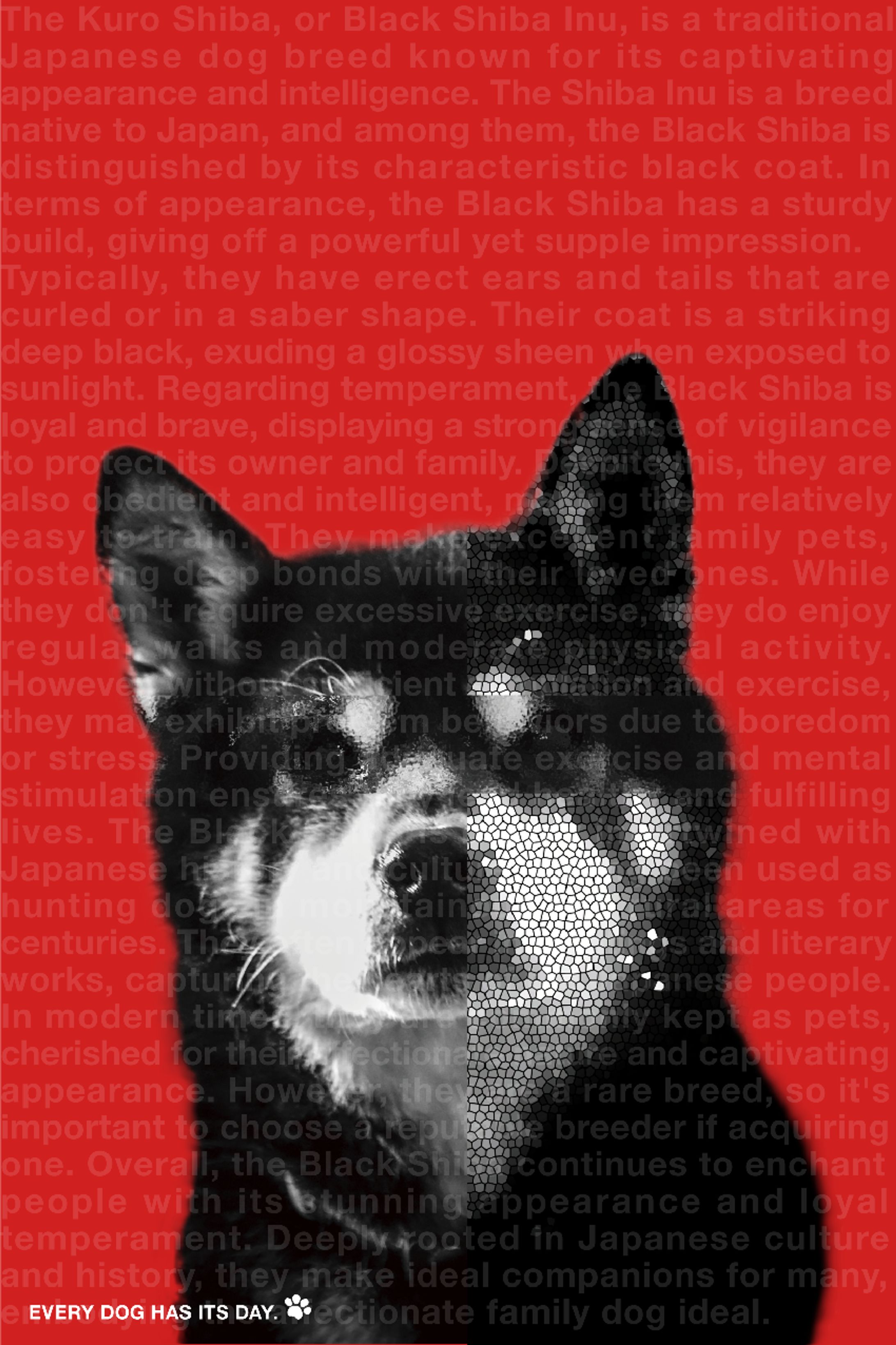 黒柴POSTER (2024)-1