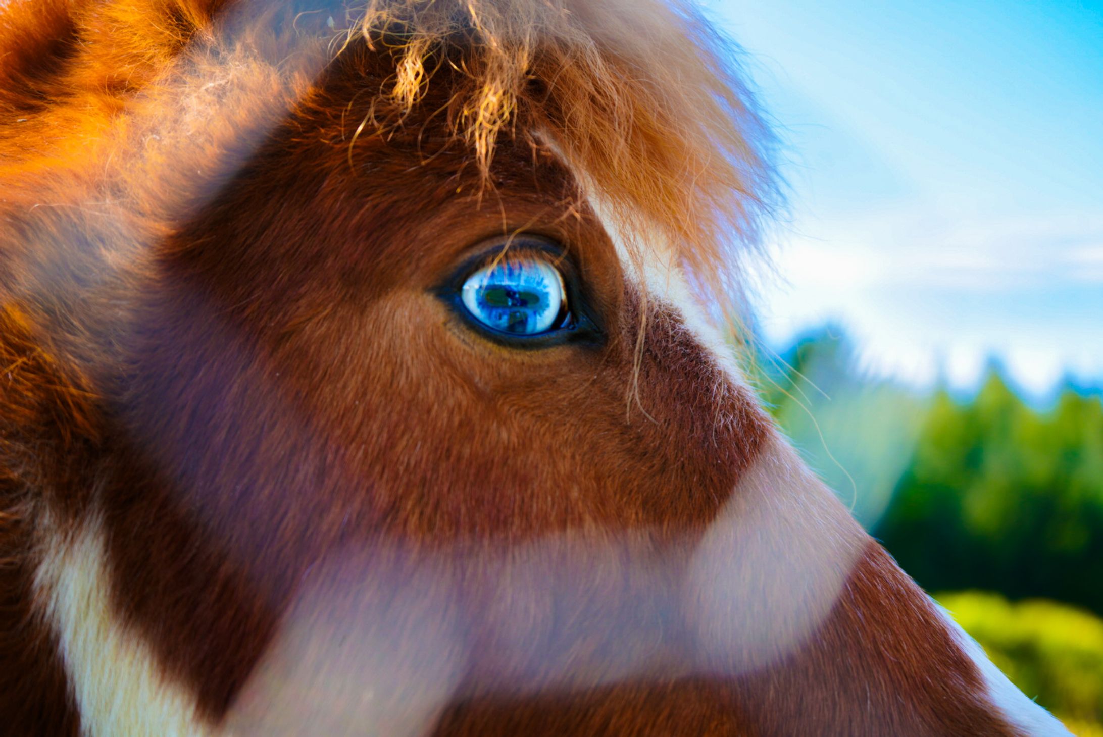 Animals-1