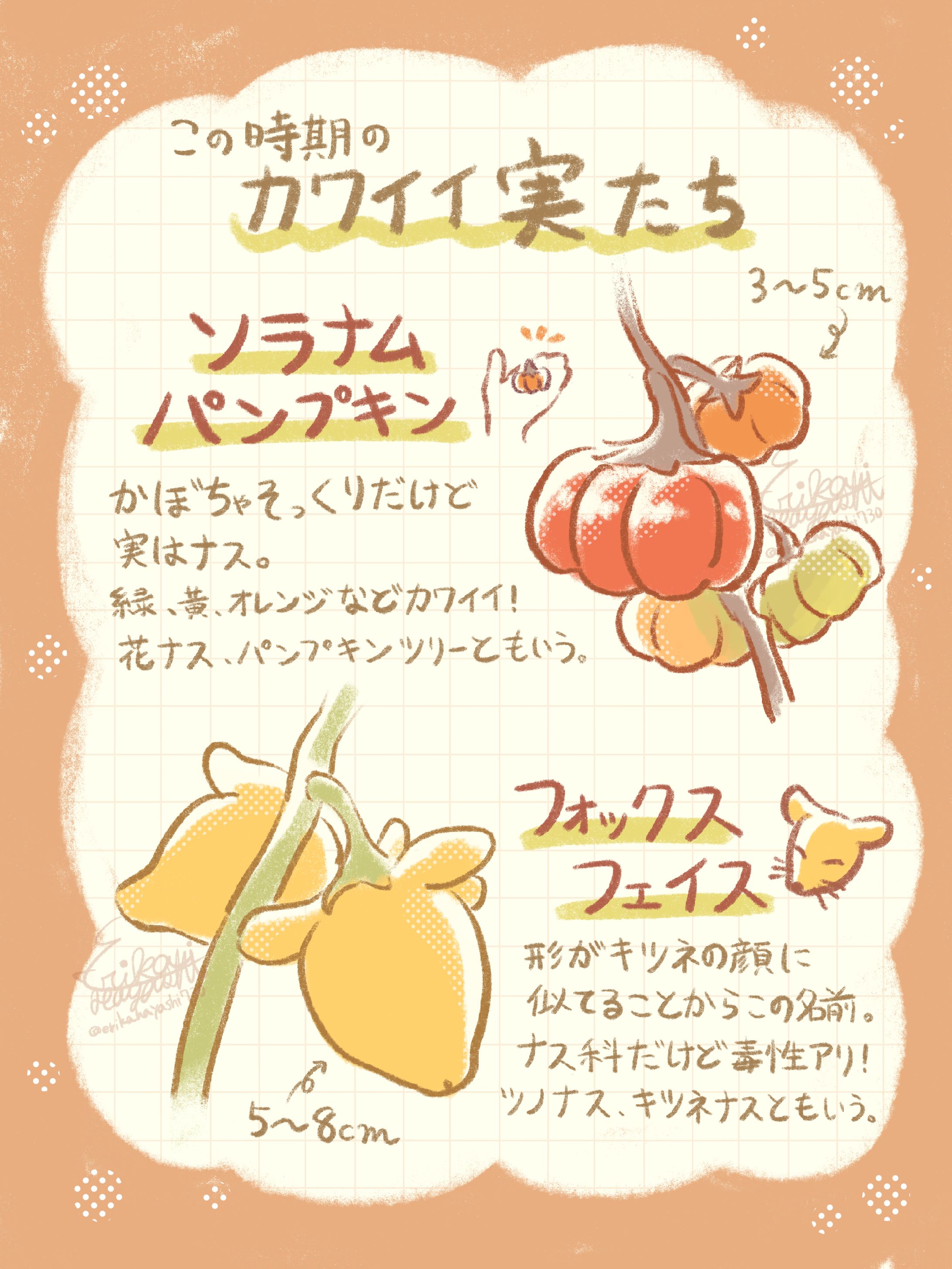 秋の可愛い実-1