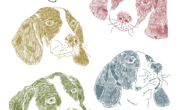 Beagle