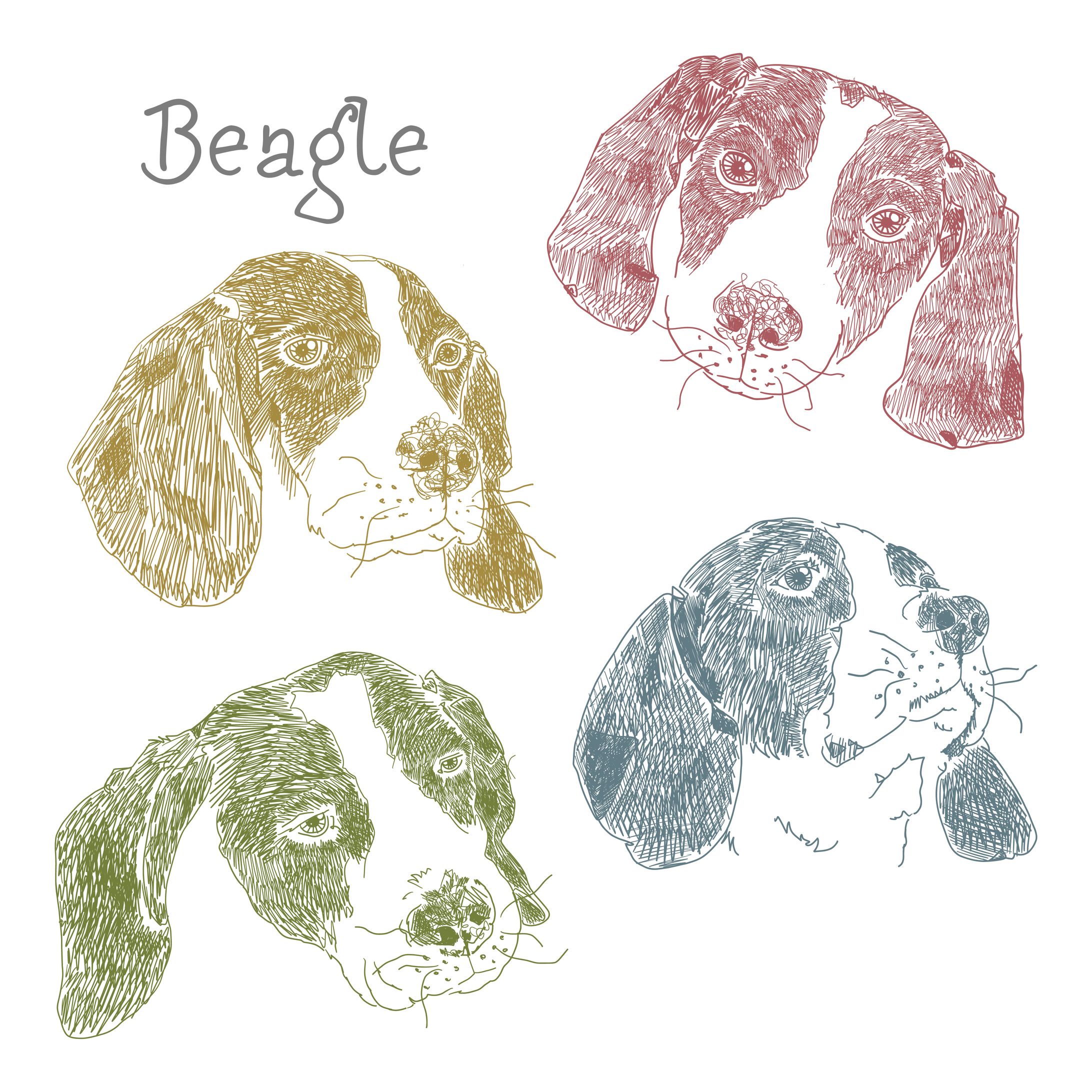 Beagle-1