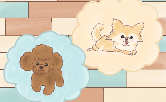 犬　トイプードル＆チワワ