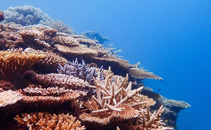 「ダイビングじゃないと、サンゴとかウミガメは見れないんでしょ？」

っていうお話をよく聞くんだけど

答えは、No🙅‍♂️

ぼくが投稿している写真のほとんどが、実はダイビングじゃないんだよね📷

沖縄の海は、シュノーケリングでも十分に楽しめる。
そこから素潜りをおぼえると、もっと海を楽しめちゃう🤿

沖縄の海は遠浅なので、浅いところにサンゴや魚や、時にウミガメが暮らしている。

ボートに乗らなくても、
ダイビングのライセンスをとらなくても、

リアルなリトルマーメイドの世界に触れることができる。

これが沖縄の海の魅力です🪸🐡
ぜひ一度は、ご自分の目で、この楽園を見てほしい。
_________________________

🐠シュノーケルとはいえ、海に慣れていない方や、初めて沖縄で泳ぐ方は、ツアーへの参加をオススメします。
県外から訪れる方の事故も多く、ショップに入ればきれいなポイントも教えてくれます🐠

みんなが楽しく、安全に海を楽しめますように。

#シュノーケリング沖縄 
#オリンパスtg6 
#ウミガメと泳ぎたい 
#恩納村ビーチ 
#underwaterphotoshooting 
#schnorcheln🐠 
#okinawaphotography