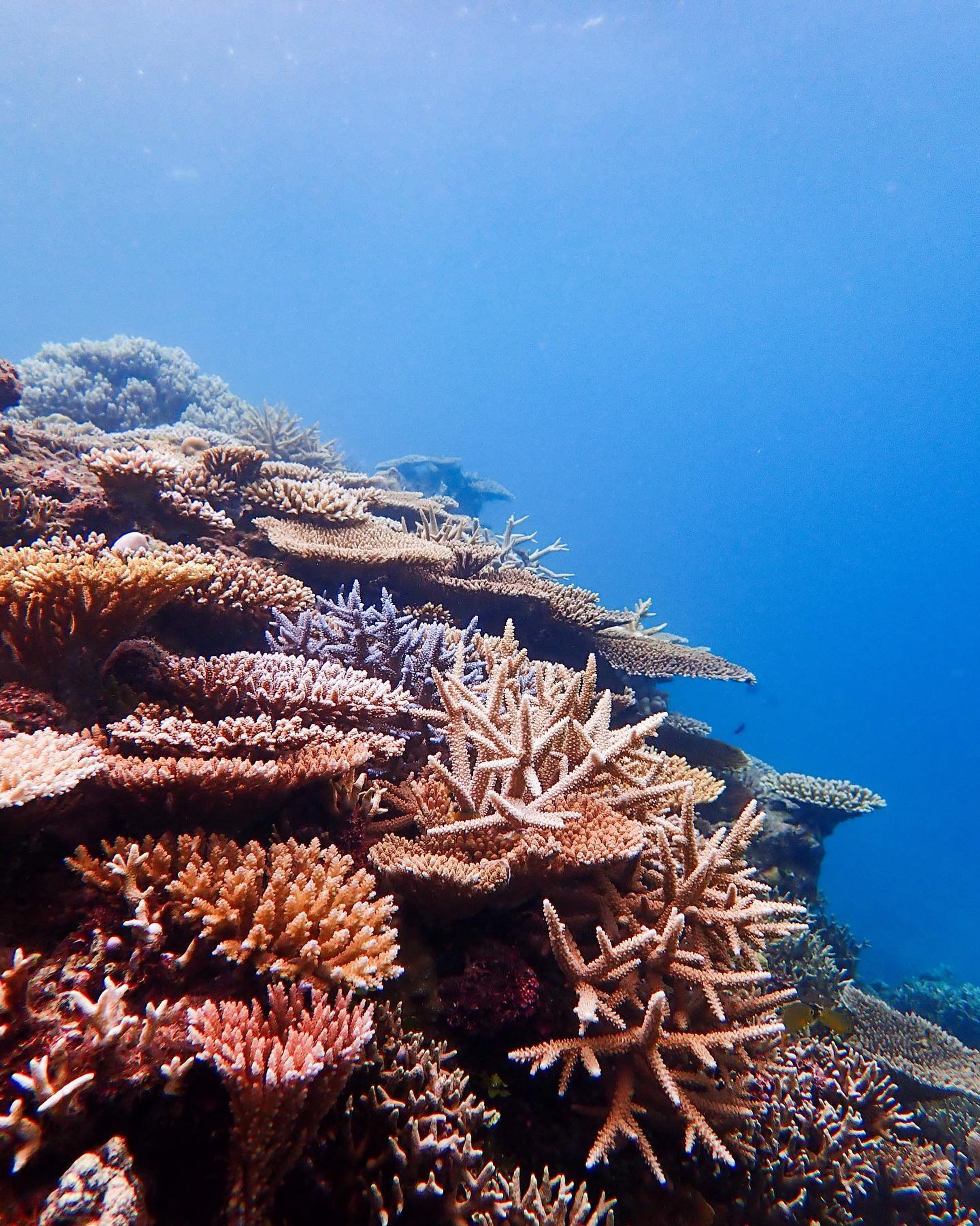 「ダイビングじゃないと、サンゴとかウミガメは見れないんでしょ？」

っていうお話をよく聞くんだけど

答えは、No🙅‍♂️

ぼくが投稿している写真のほとんどが、実はダイビングじゃないんだよね📷

沖縄の海は、シュノーケリングでも十分に楽しめる。
そこから素潜りをおぼえると、もっと海を楽しめちゃう🤿

沖縄の海は遠浅なので、浅いところにサンゴや魚や、時にウミガメが暮らしている。

ボートに乗らなくても、
ダイビングのライセンスをとらなくても、

リアルなリトルマーメイドの世界に触れることができる。

これが沖縄の海の魅力です🪸🐡
ぜひ一度は、ご自分の目で、この楽園を見てほしい。
_________________________

🐠シュノーケルとはいえ、海に慣れていない方や、初めて沖縄で泳ぐ方は、ツアーへの参加をオススメします。
県外から訪れる方の事故も多く、ショップに入ればきれいなポイントも教えてくれます🐠

みんなが楽しく、安全に海を楽しめますように。

#シュノーケリング沖縄 
#オリンパスtg6 
#ウミガメと泳ぎたい 
#恩納村ビーチ 
#underwaterphotoshooting 
#schnorcheln🐠 
#okinawaphotography-1