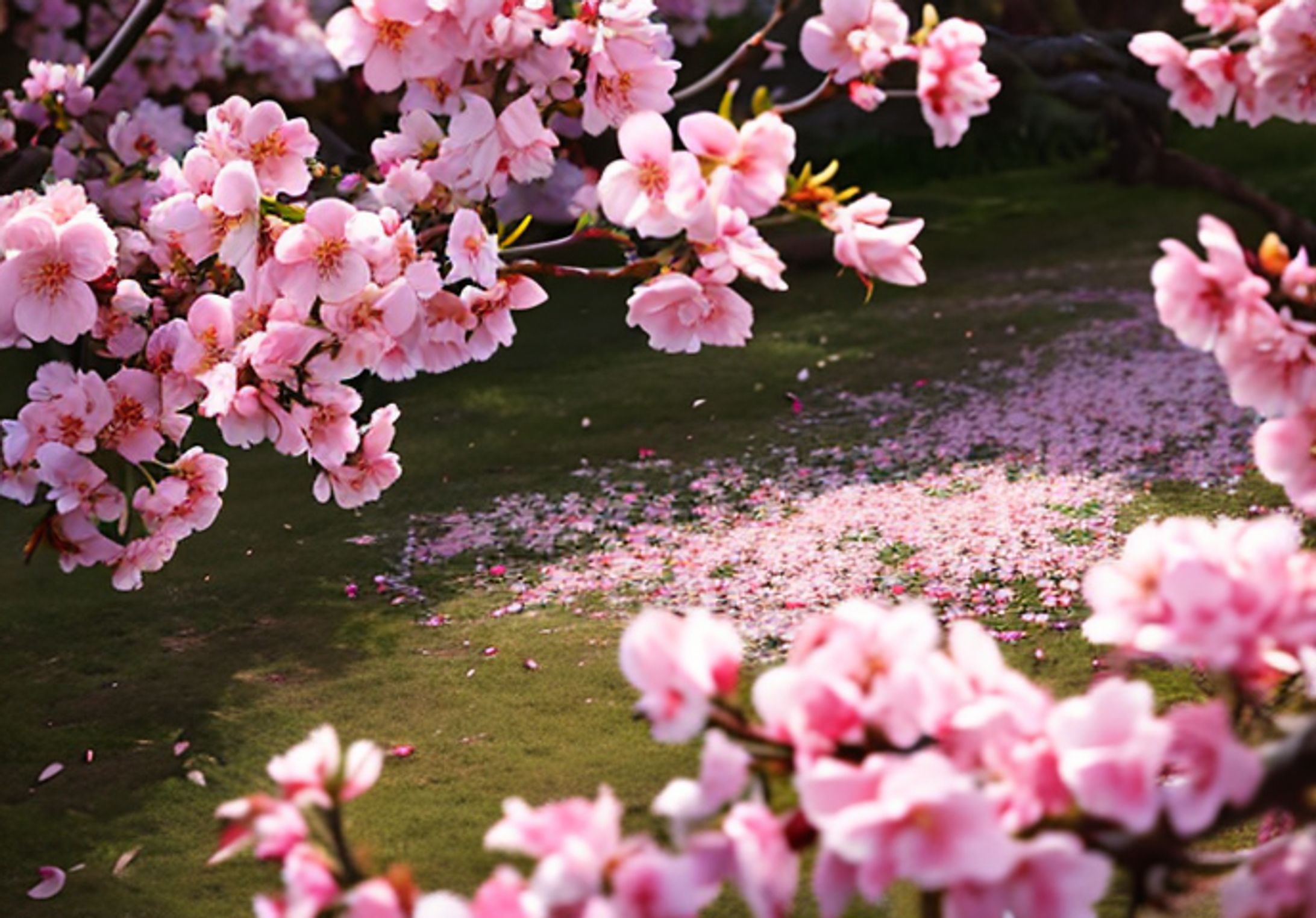 リアルタッチ_桜-1