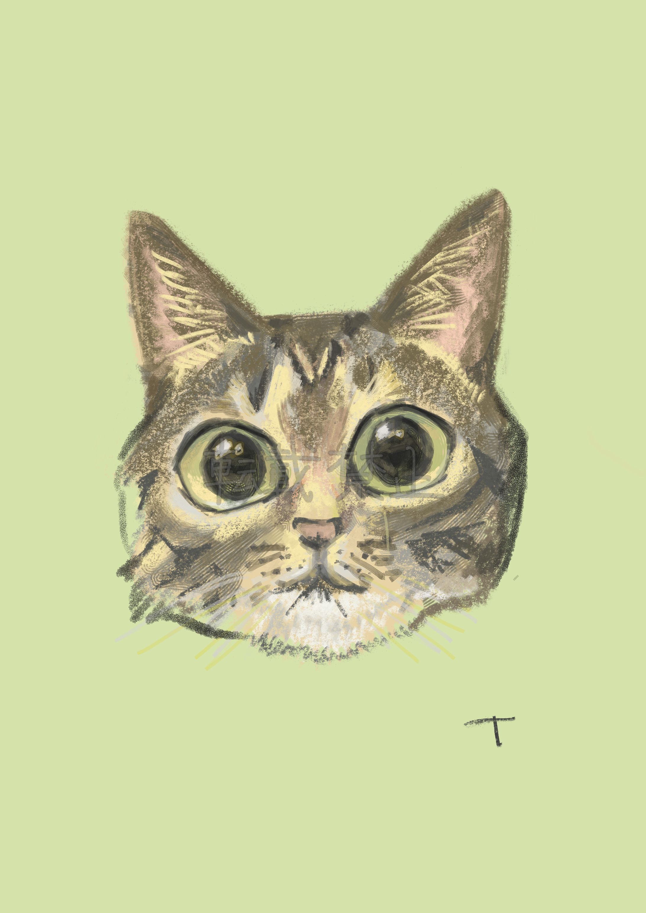 キジトラ猫 -brown tabby cat--1