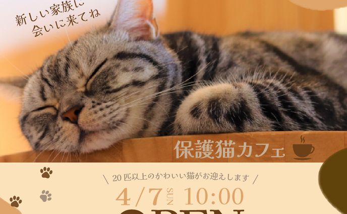 猫カフェのバナー