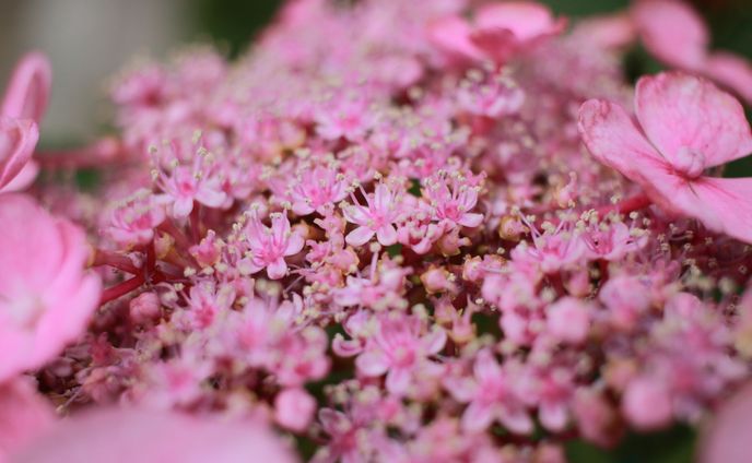 紫陽花