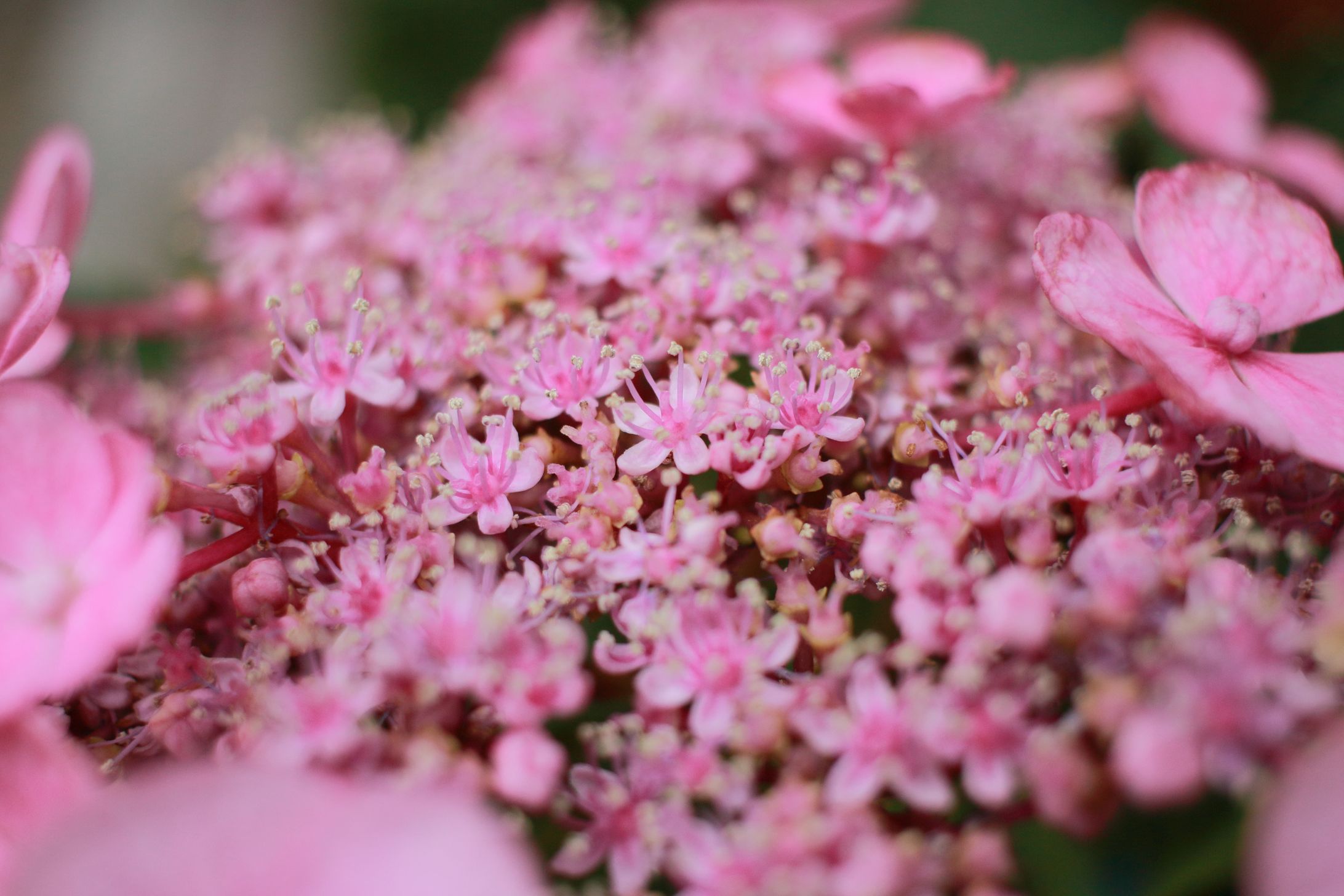 紫陽花-1