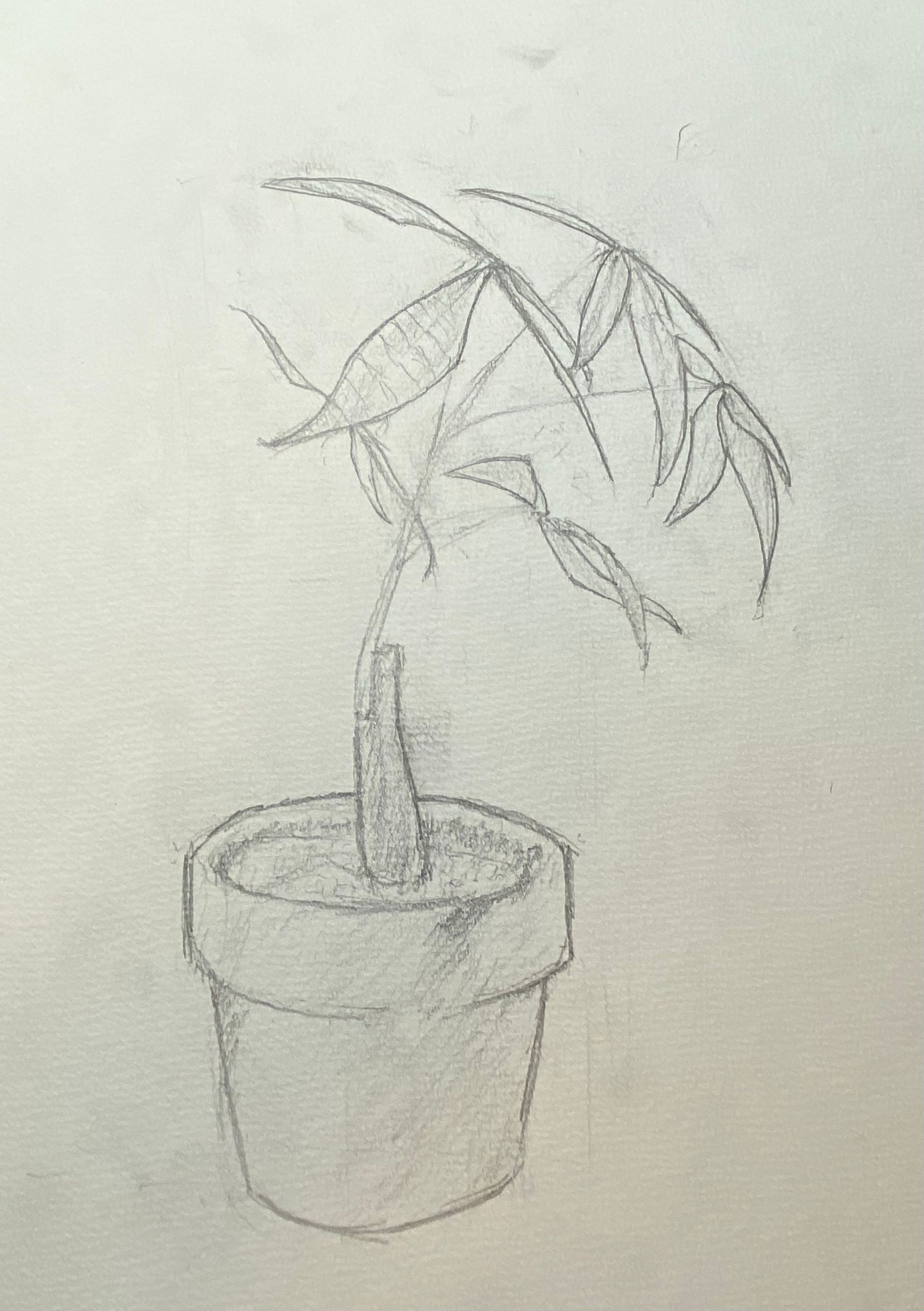 植物-1