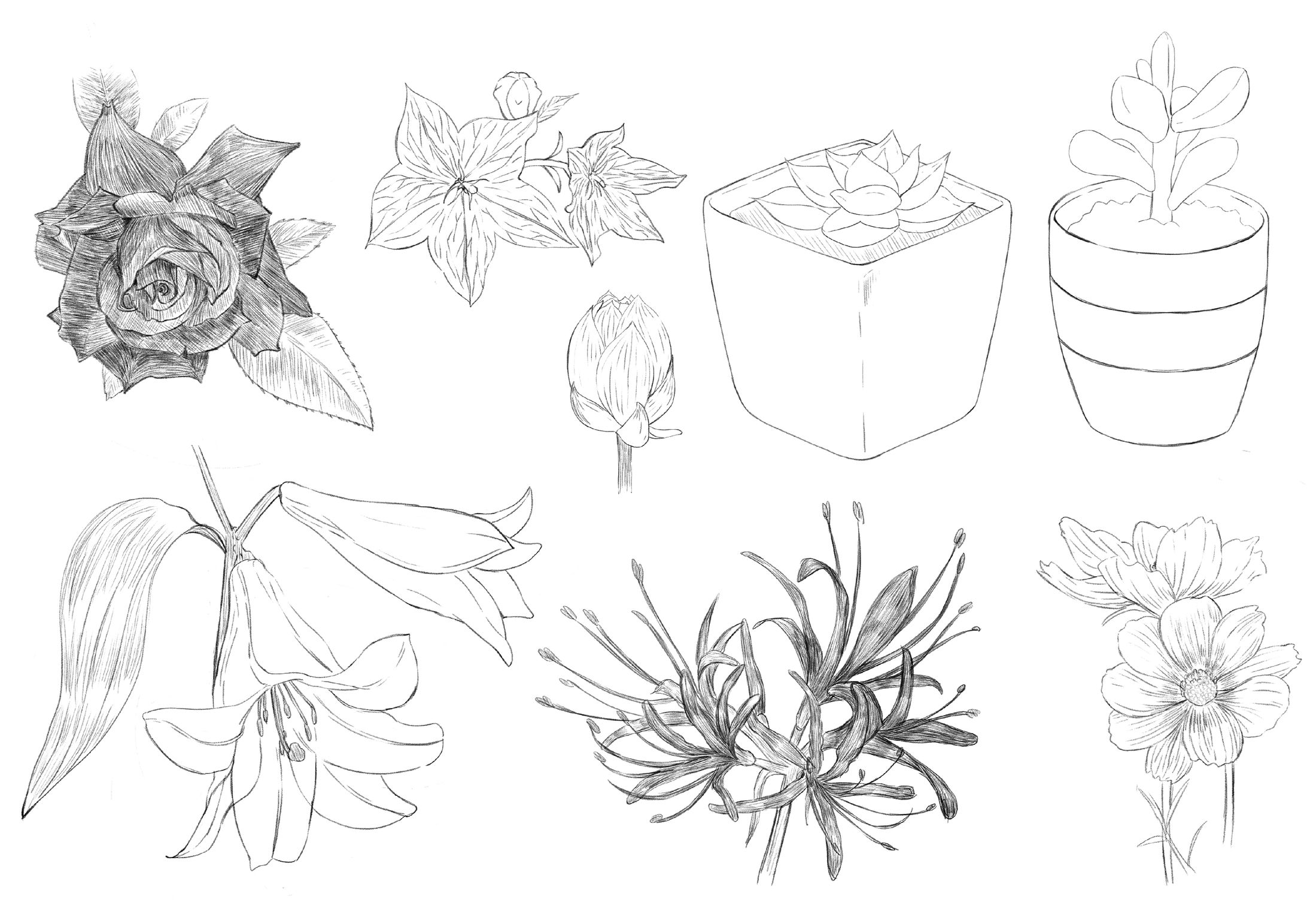 植物クロッキー -1