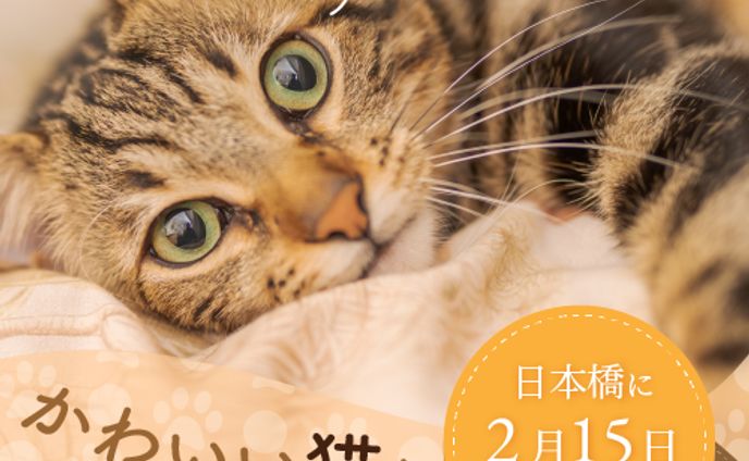 猫カフェのオープン告知バナー