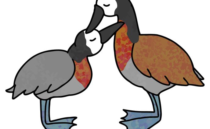 シロガオリュウキュウガモ