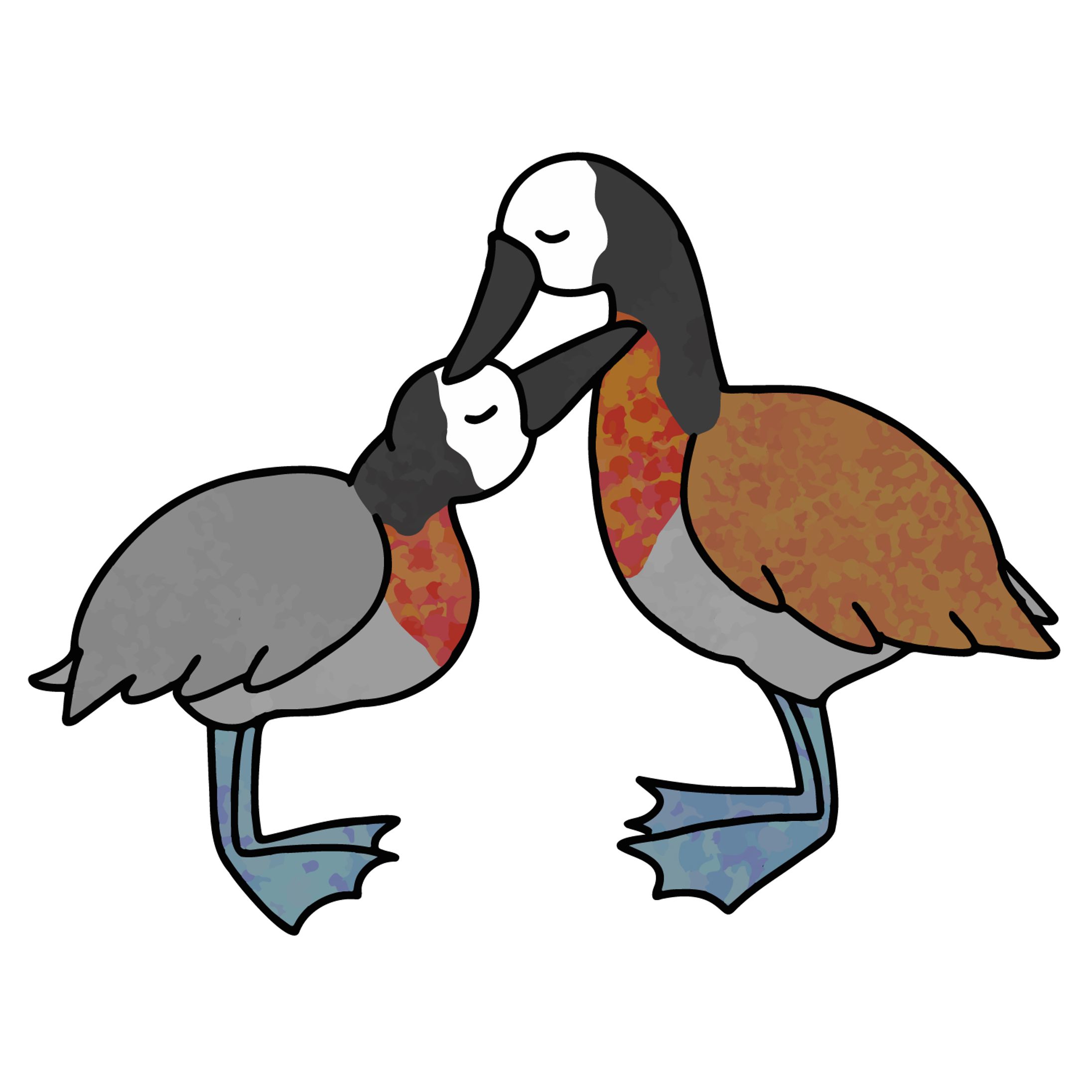 シロガオリュウキュウガモ-1