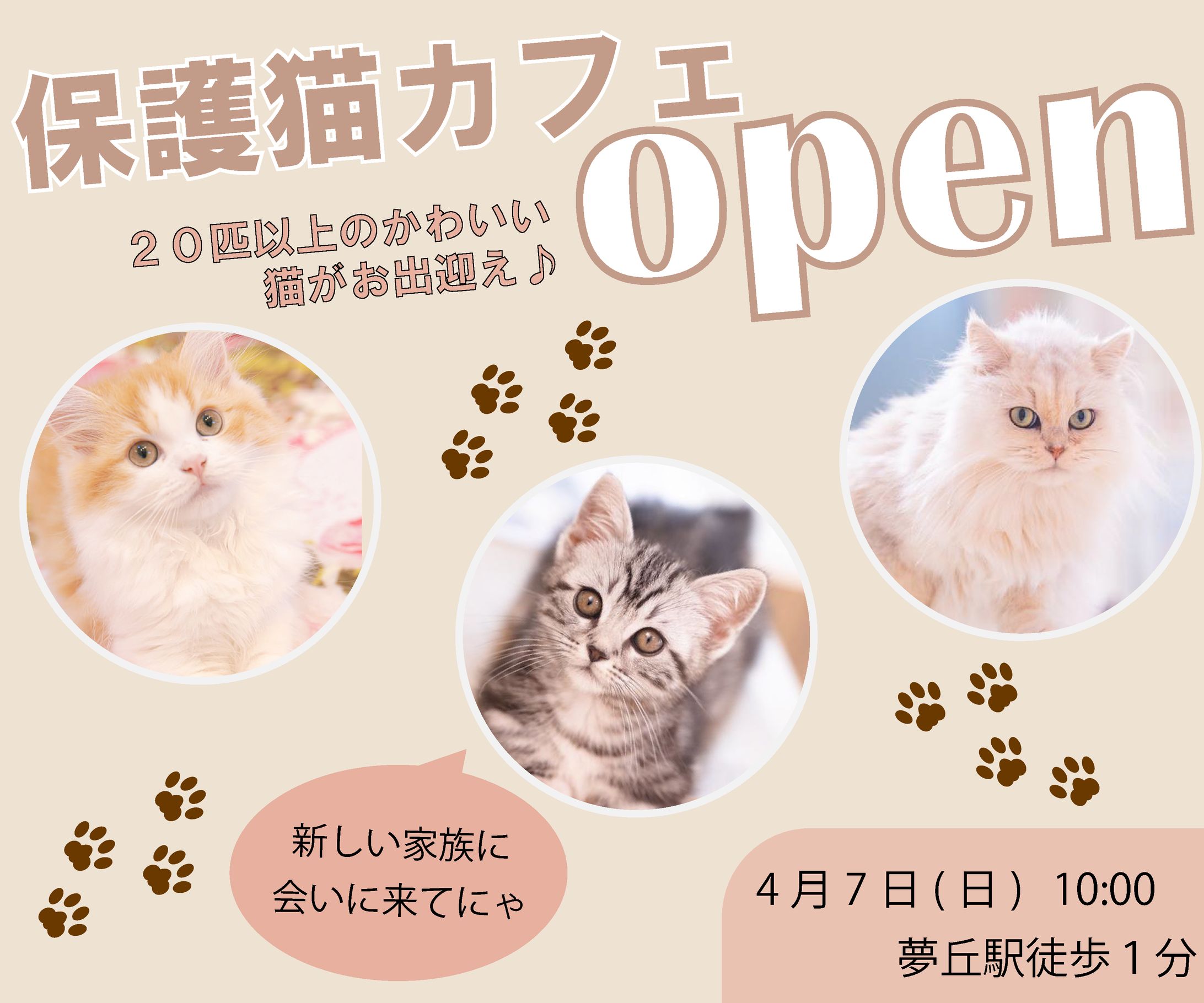 猫カフェ　架空-1