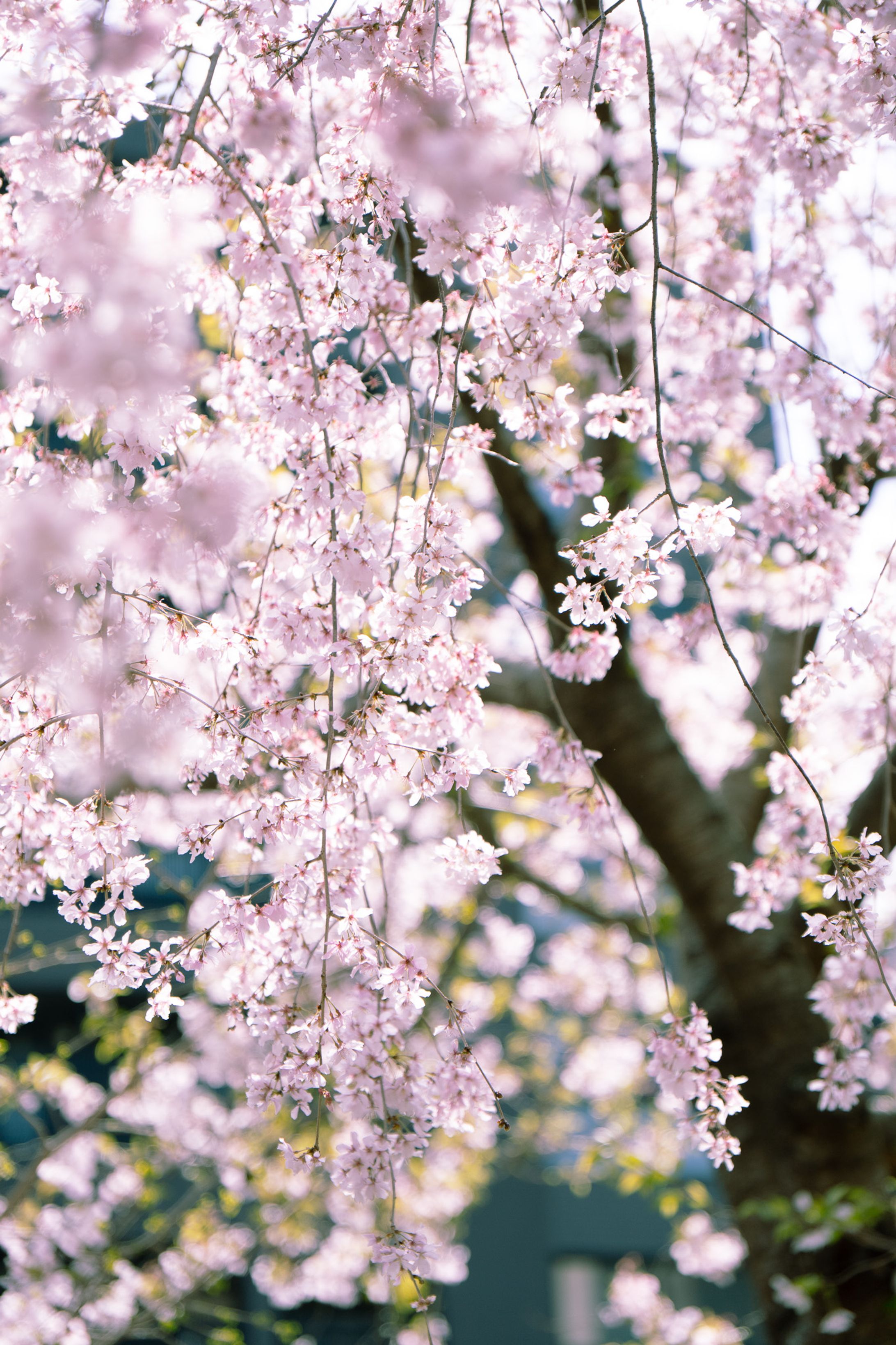 六角堂と鴨川の桜-1