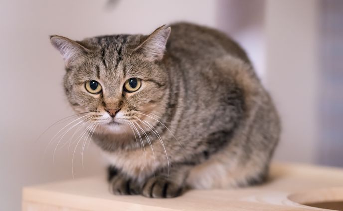 猫写真