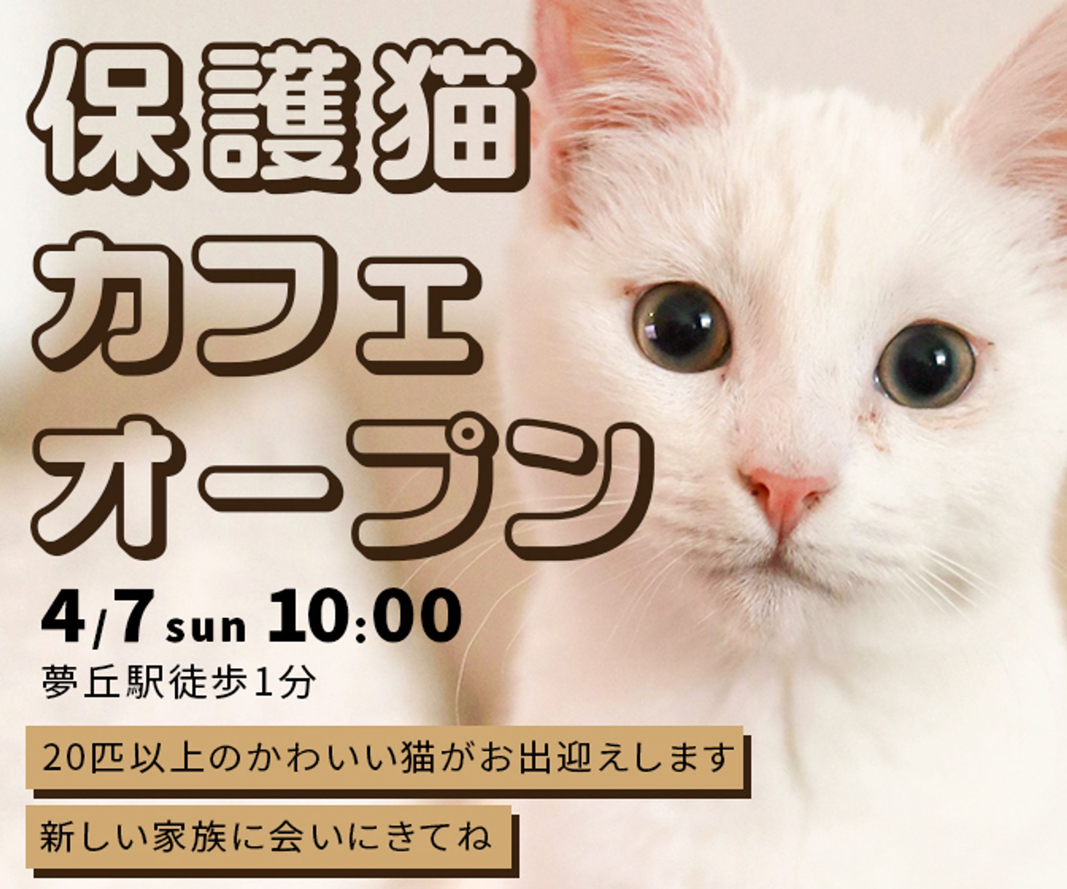 【自主制作】保護猫カフェのオープン告知-1