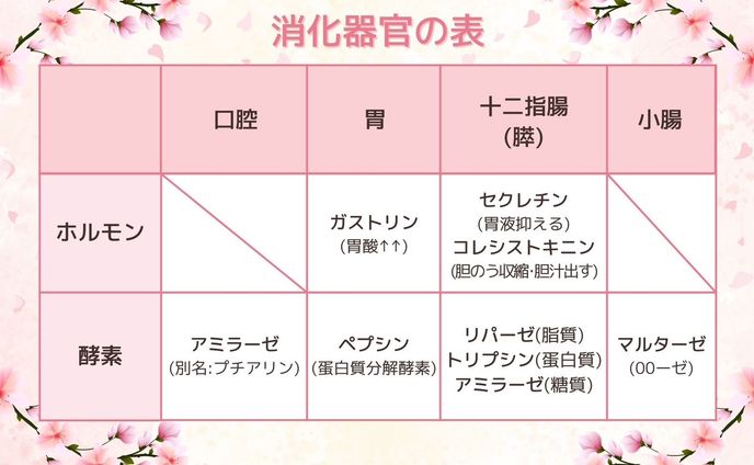 【Twitter企画プレゼント用】看護塾 消化器官の表