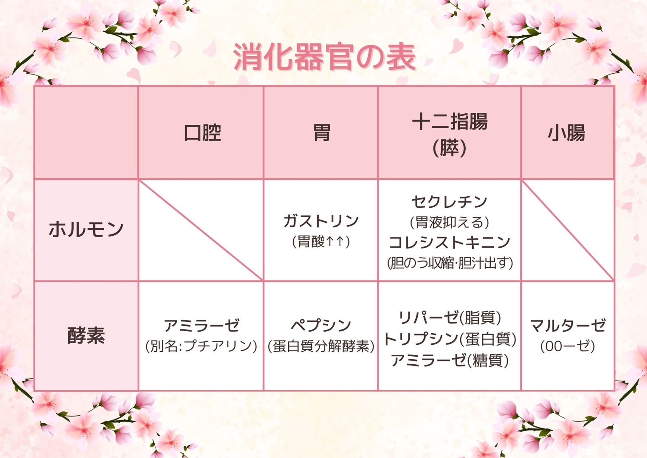 【Twitter企画プレゼント用】看護塾 消化器官の表-1