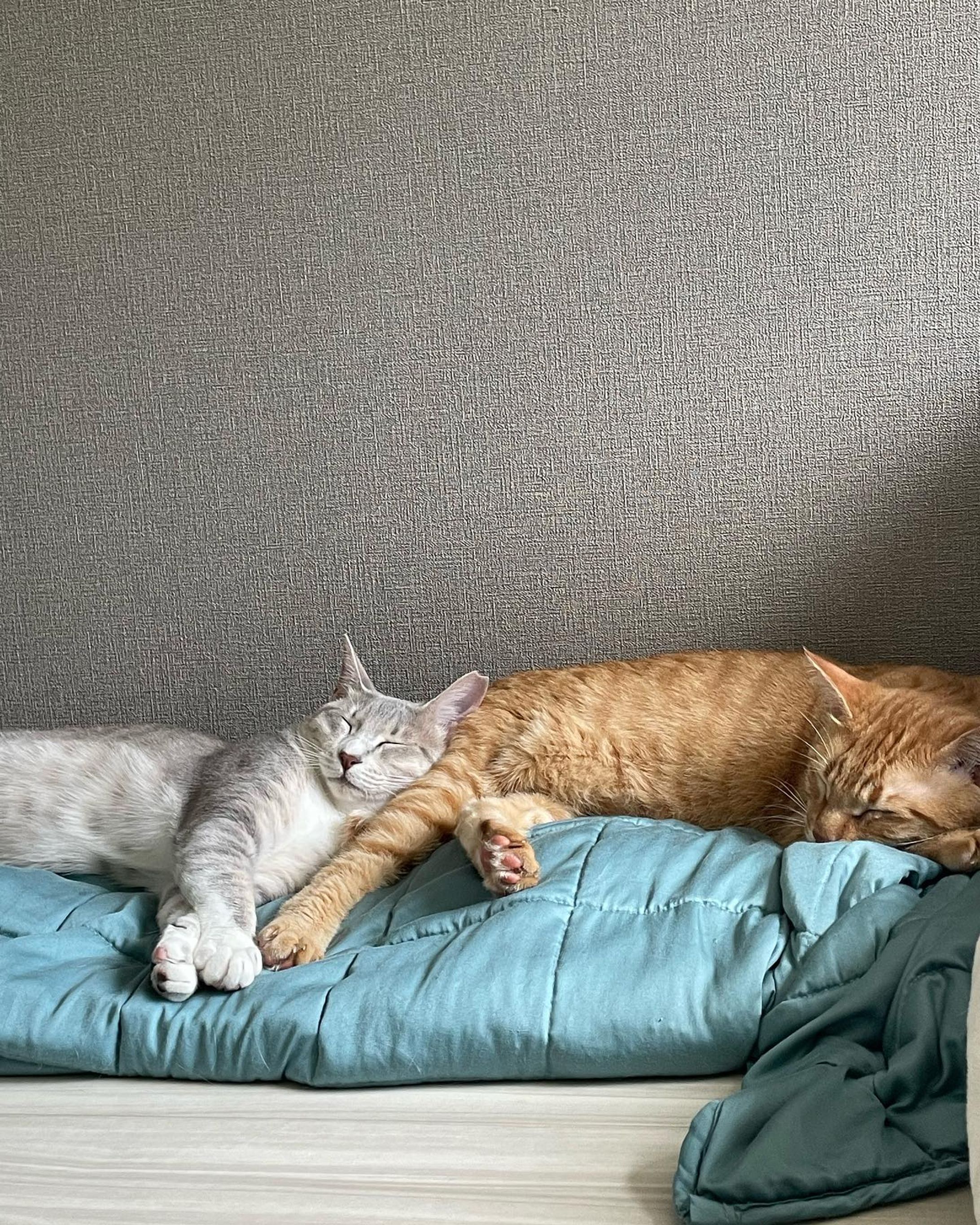 モデル　みつばとやなぎ

昼間は一緒に寝てます。
だいたいやなぎがくっついて毛繕い始めるのをみつばがまったり受けるパターン。
こういうとこ九州男児やな。

レンズ: iPhone12pro
ISO:125
F値:1,6
シャッタースピード:1/81

#猫
#保護猫
#みつばとやなぎ
#カメラ
#iPhone12pro
#Apple
#福岡
#ポートレート
#撮影
#ボランティア
#動物愛護
#猫好きと繋がりたい-1