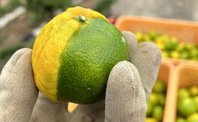 「まるで合体！？」緑と黄色・鮮やかなツートンカラー　不思議なみかんが話題に　ただ発見した農家の人によると…「出荷しても商品価値なし」