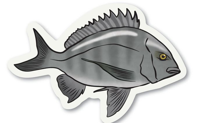 クロダイ　ステッカー