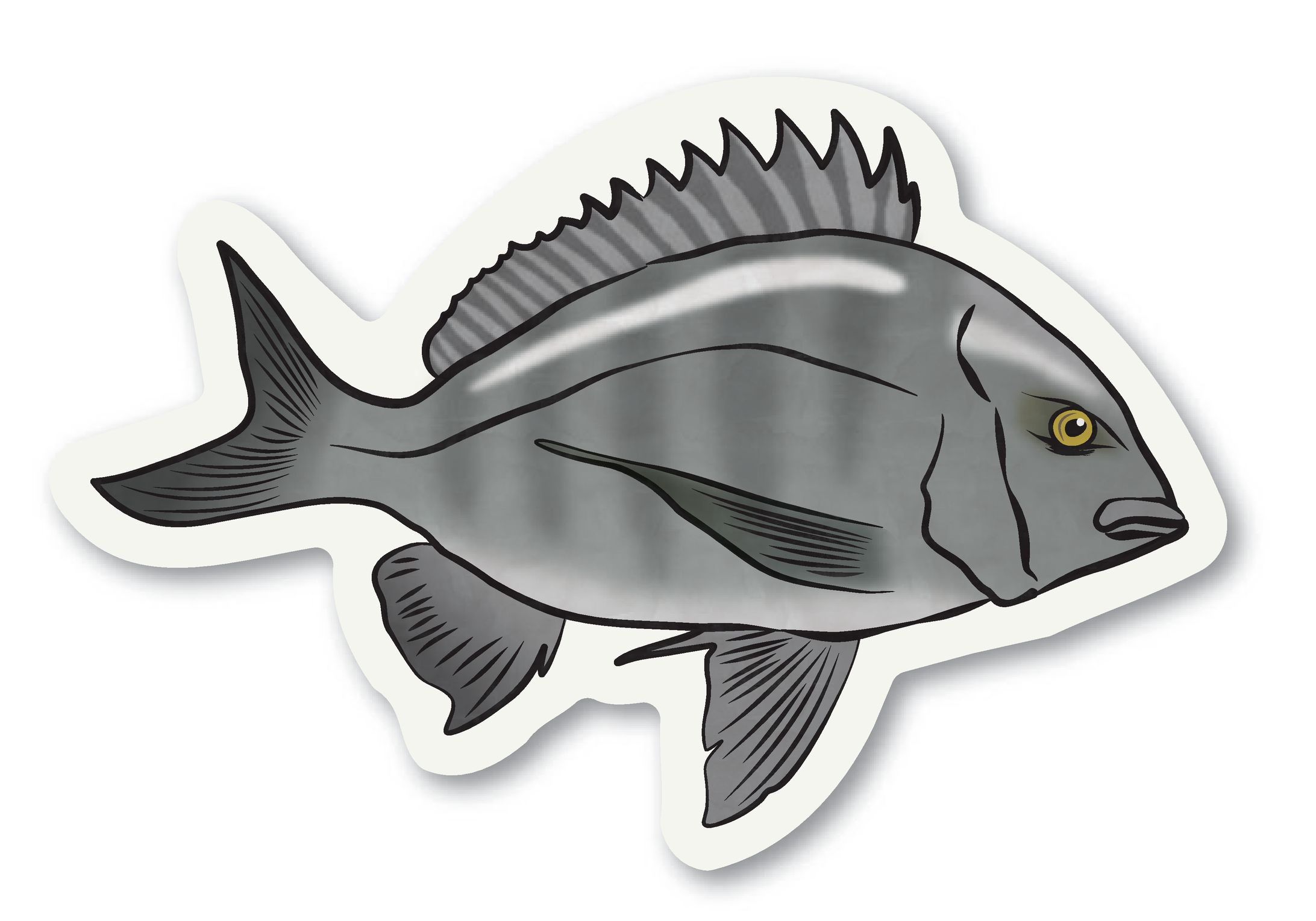 クロダイ　ステッカー-1