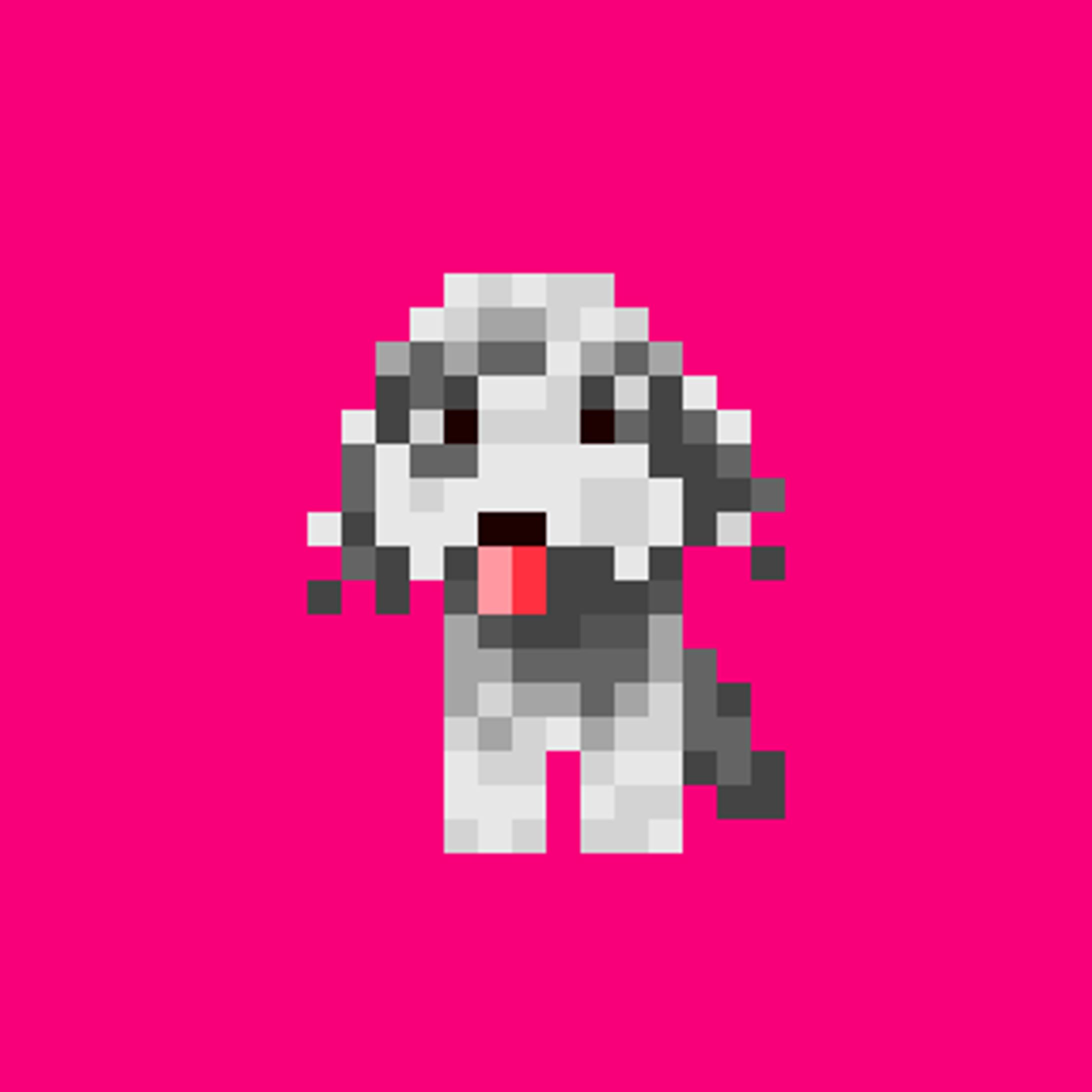 ビションフリーゼ×ミニチュアダックスフンド-1