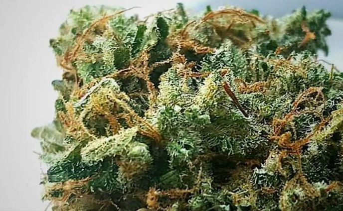 The Oracle Marijuana