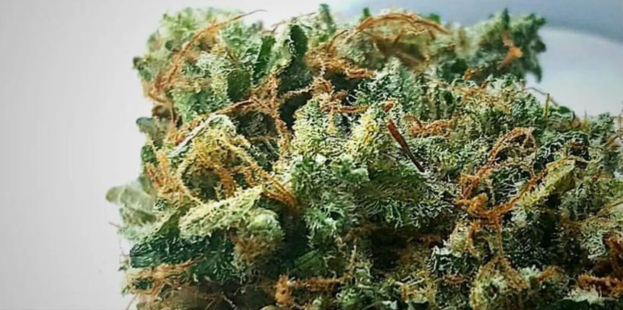 The Oracle Marijuana-1